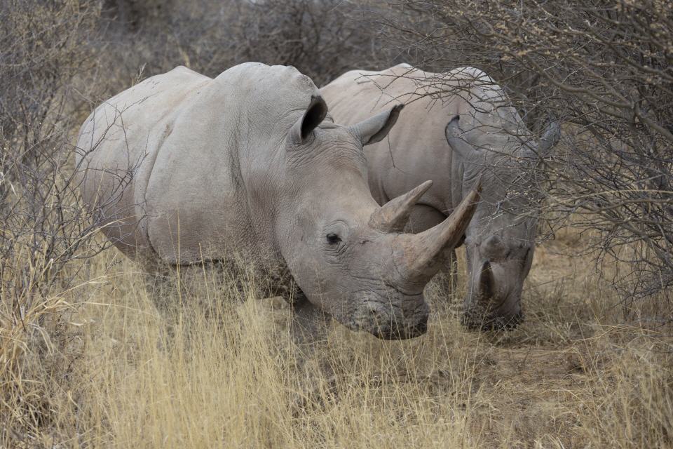 Breitmaulnashorn