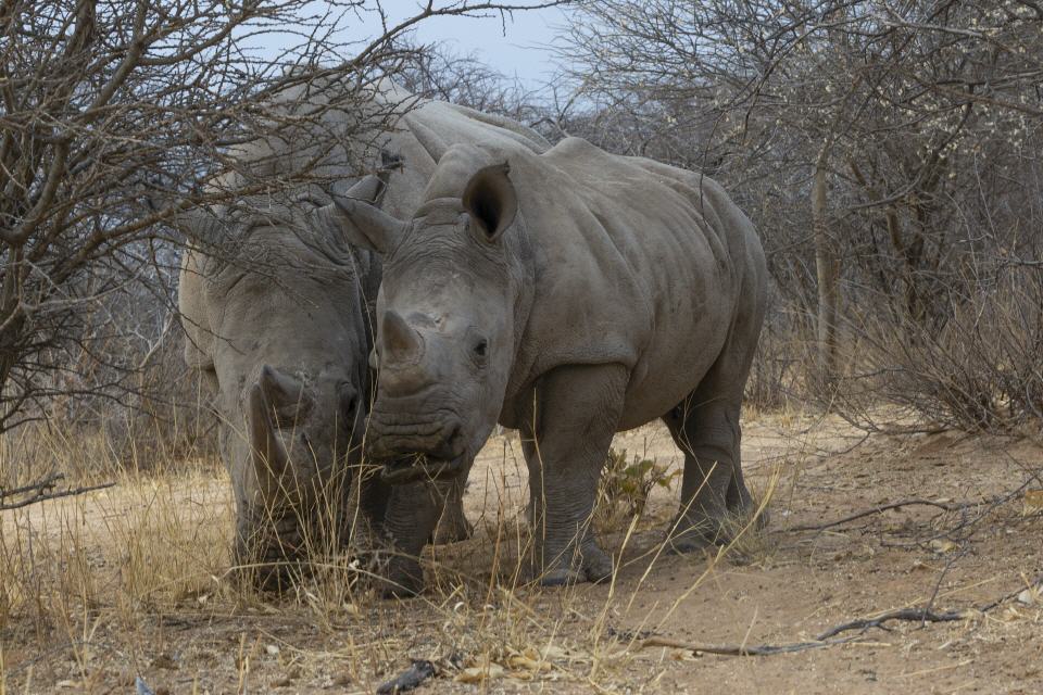 Breitmaulnashorn