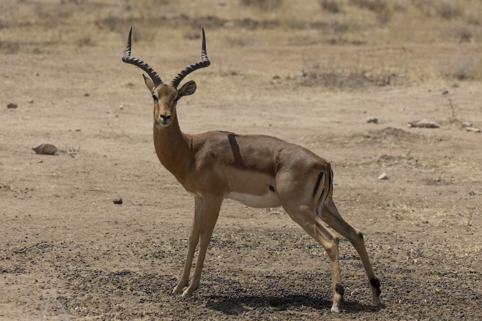 Schwarzfersenimpala