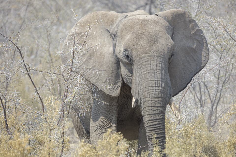 Elefant