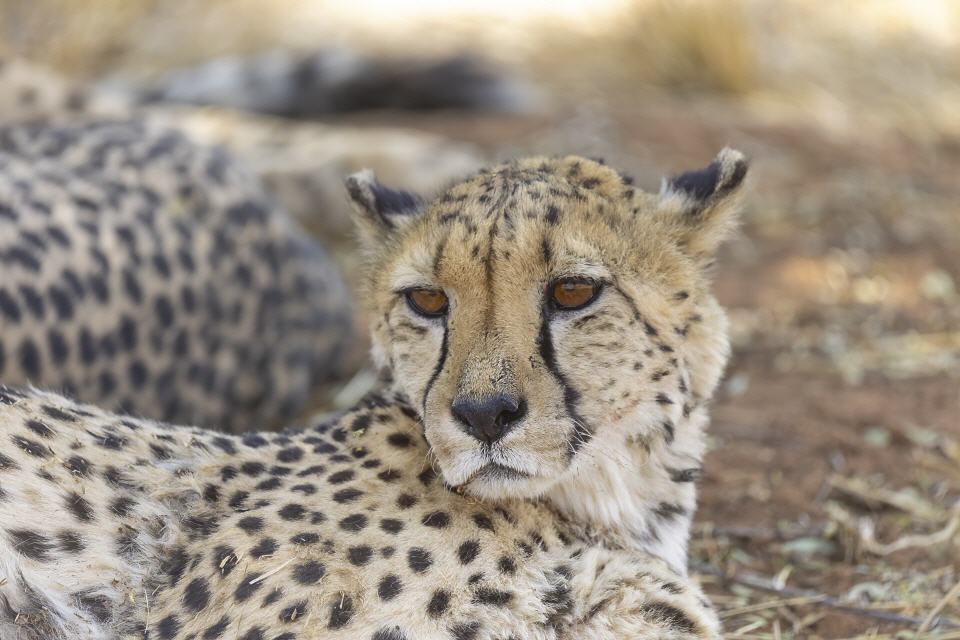 Gepard