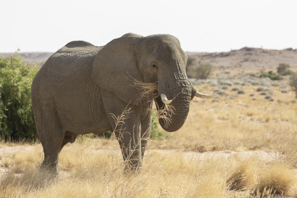 Wüstenelefant im Ugap Tal