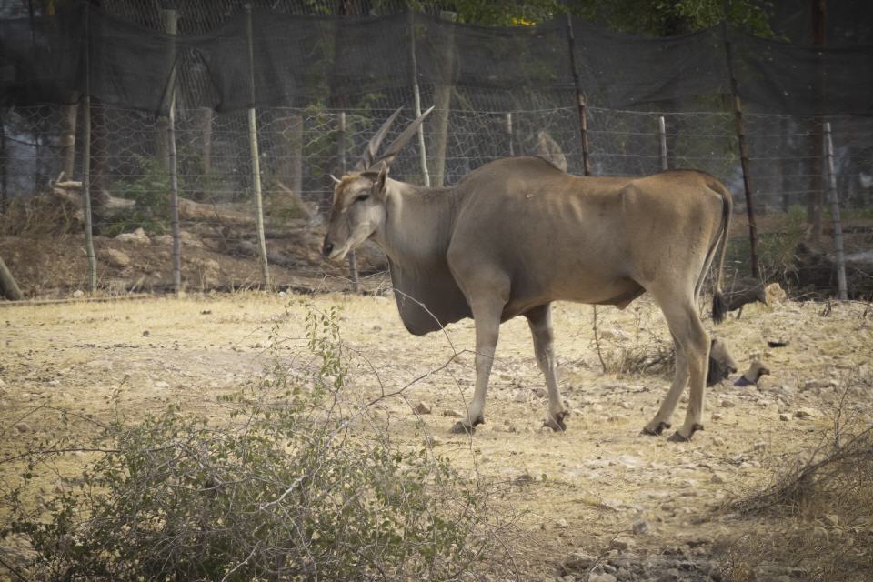 Eland Antilope