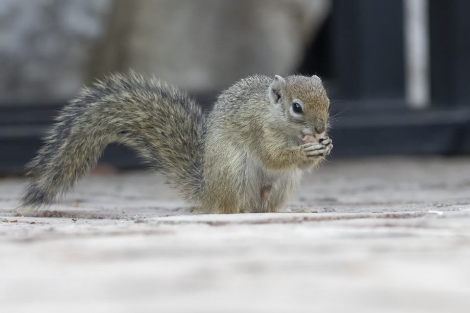Streifenhörnchen