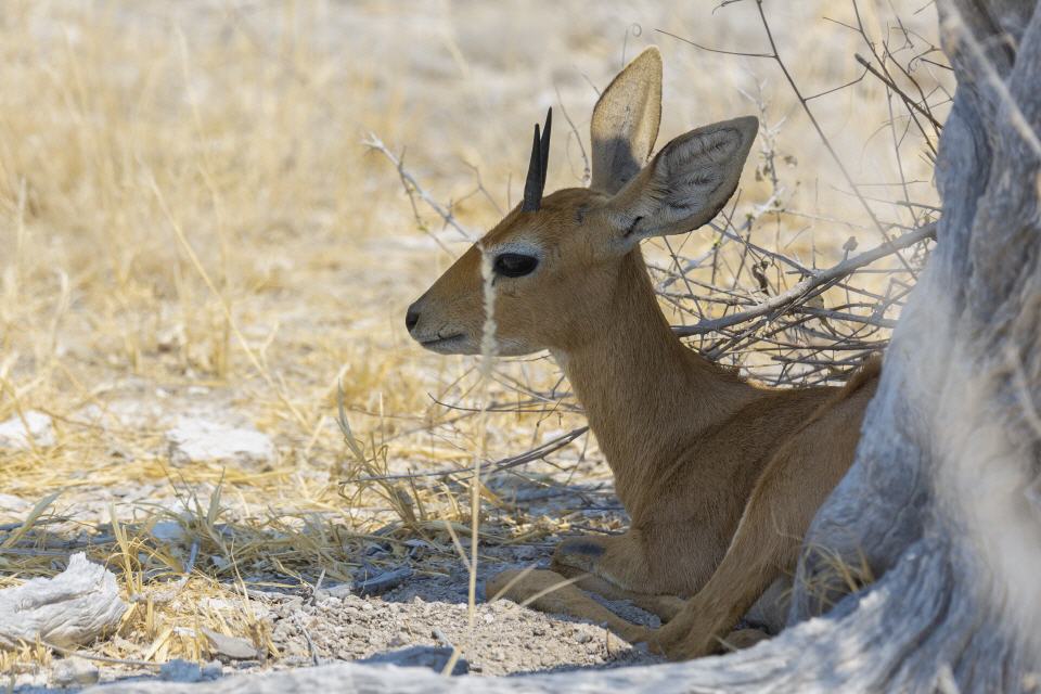 Steinbock