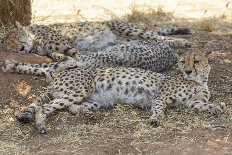 Gepard