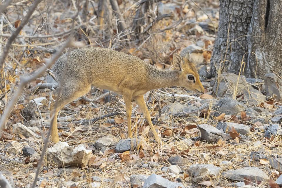 Damara Dikdik