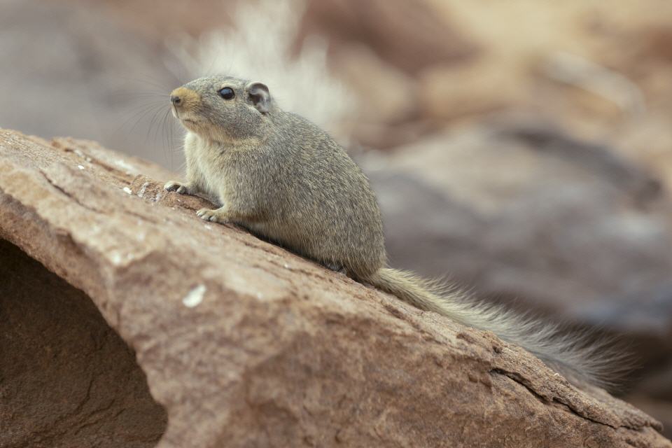 Felsenratte