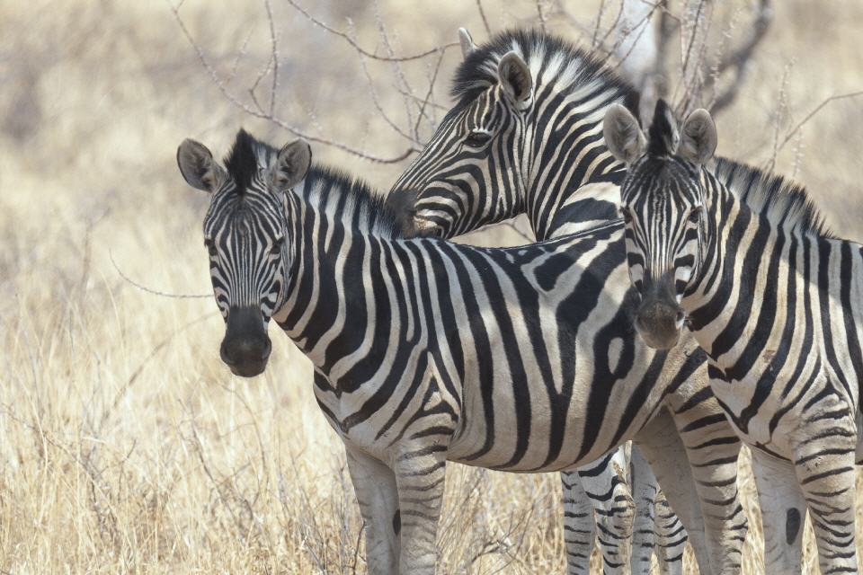 Steppenzebra