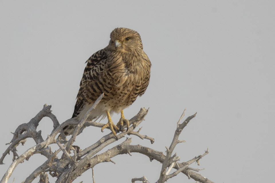 Wüstenfalke