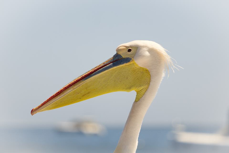 Pelikan