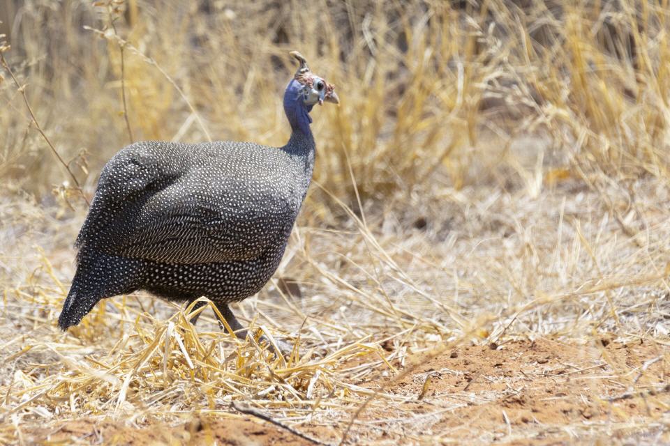 Perlhuhn