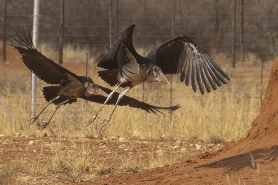 Marabu