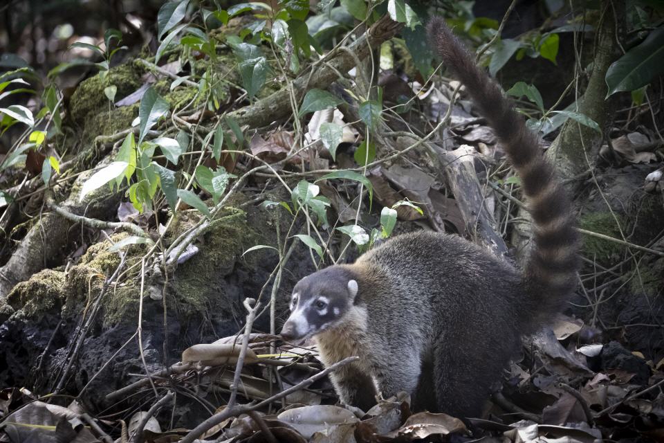 Nasenb&auml;r