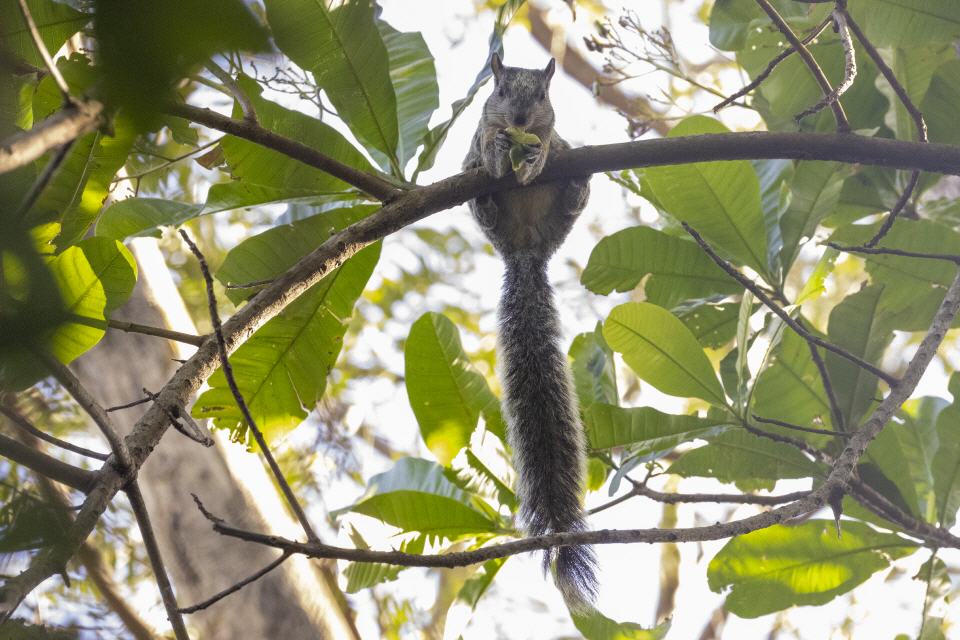 Guayaquil - H&ouml;rnchen