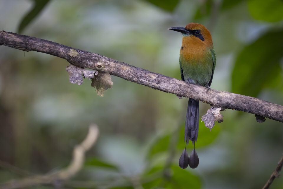 Plattschnabelmotmot