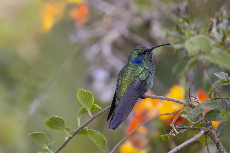Bergveilchenkolibri