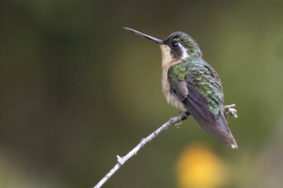 Schwarzohrkolibri