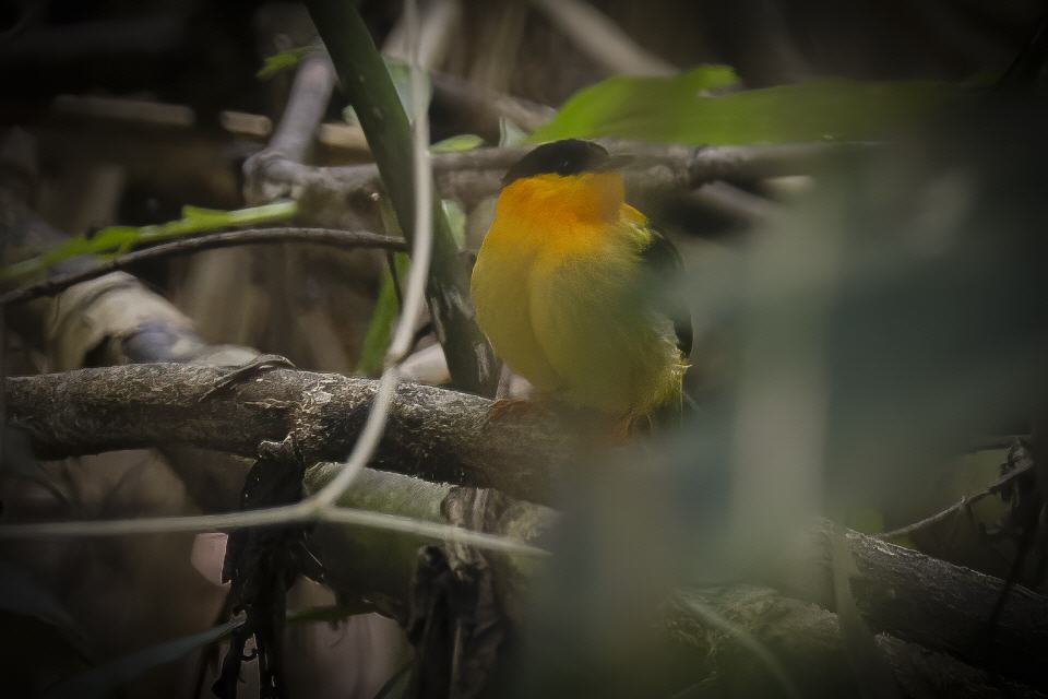 Orangebandpipra