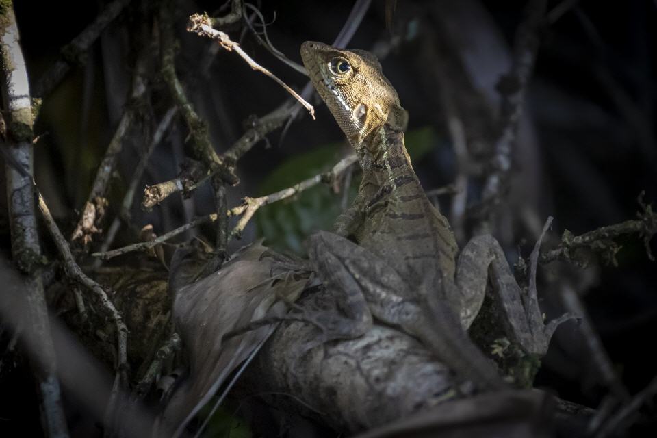 Streifenbasilisk